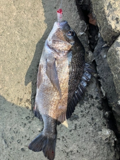 チヌの釣果