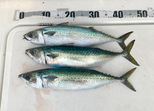 ゴマサバの釣果