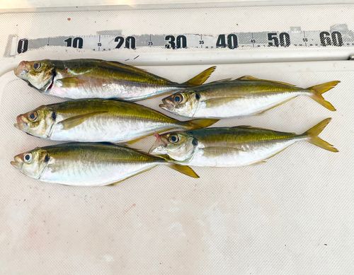 マアジの釣果