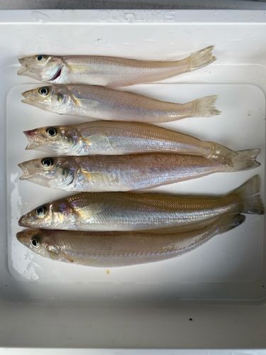 キスの釣果