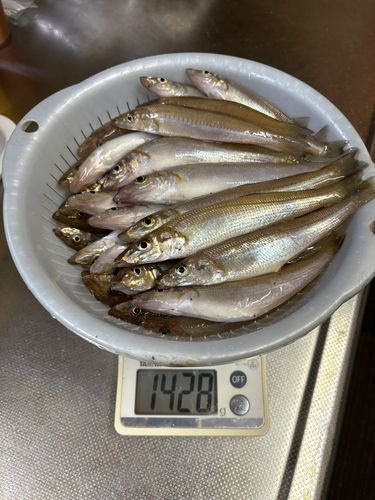 キスの釣果