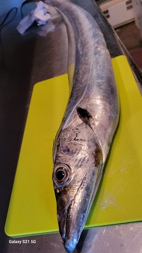 タチウオの釣果