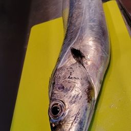 タチウオ
