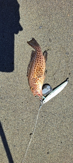 オオモンハタの釣果