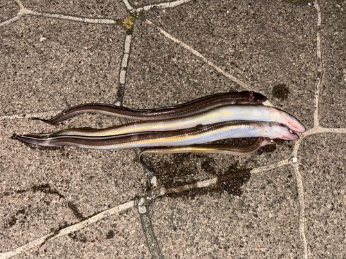 マアナゴの釣果