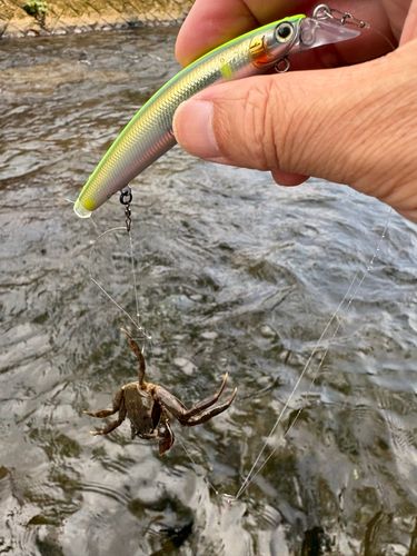 カニの釣果