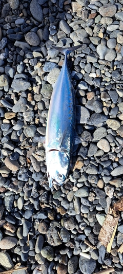 マルソウダの釣果