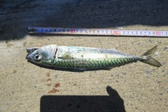 サバの釣果