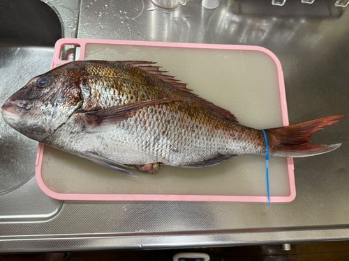 マダイの釣果