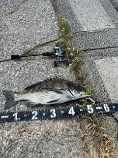 チヌの釣果