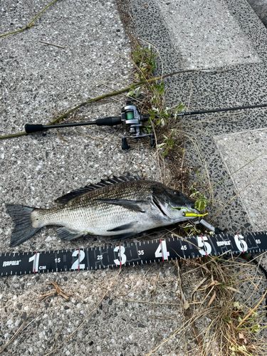 チヌの釣果