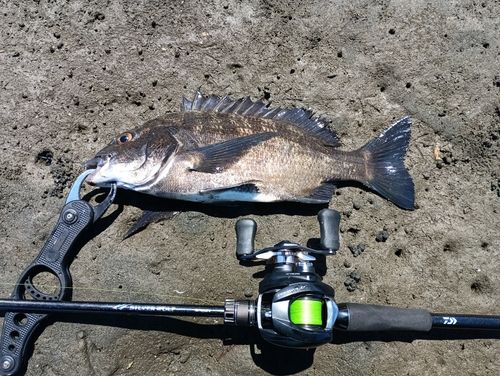 チヌの釣果