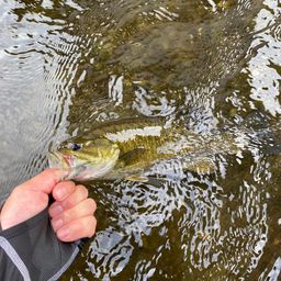 スモールマウスバス