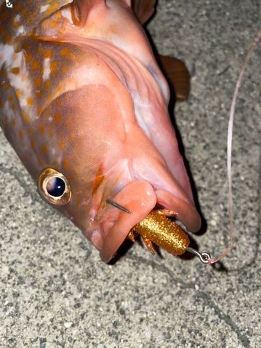 アコウの釣果
