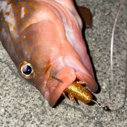 アコウ