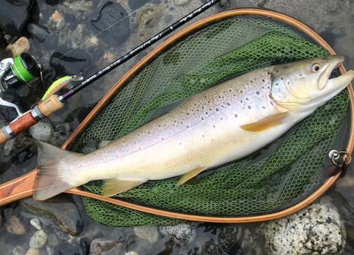 ブラウントラウトの釣果