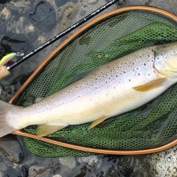 ブラウントラウト