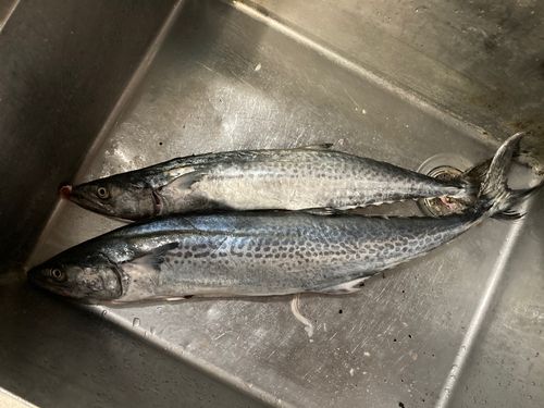 サゴシの釣果