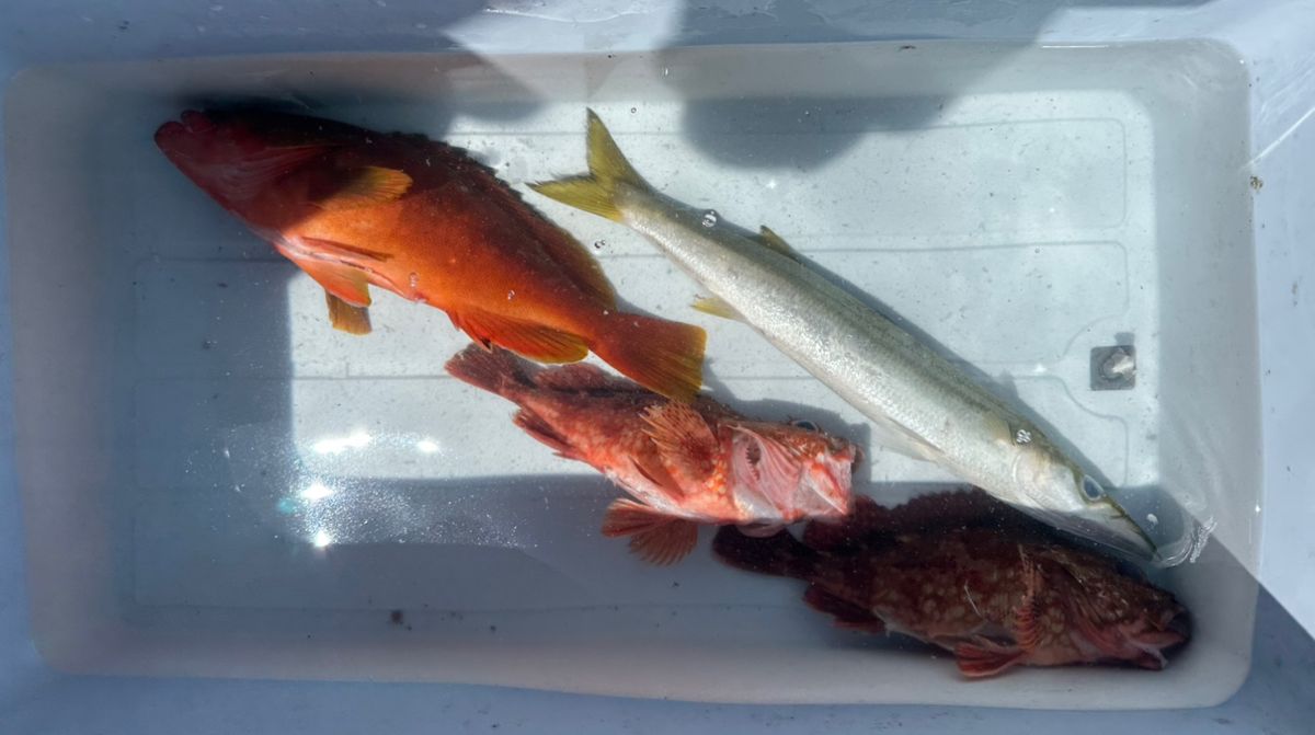 一休丸@城ヶ島さんの釣果 2枚目の画像