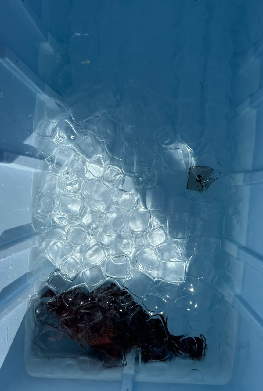 一休丸@城ヶ島さんの釣果 3枚目の画像