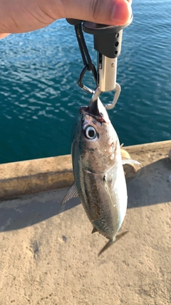 ソウダガツオの釣果
