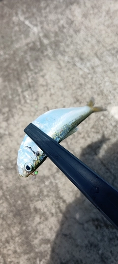 サッパの釣果