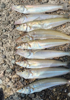 キスの釣果