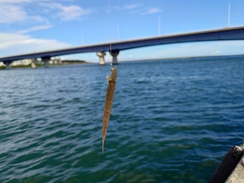 カマスの釣果