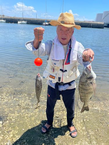 クロダイの釣果