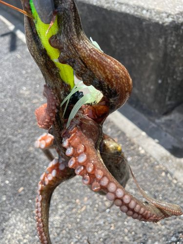 タコの釣果