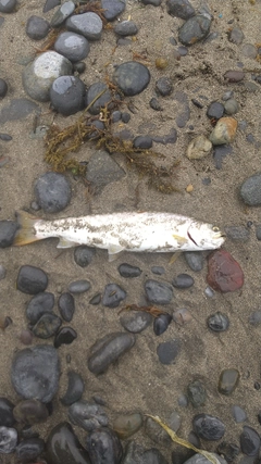 ウミアメの釣果