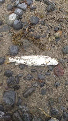 ウミアメの釣果