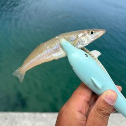 シロギス