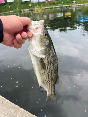 ストライパーの釣果
