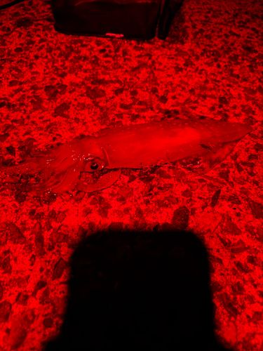 ケンサキイカの釣果