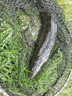 ライギョの釣果