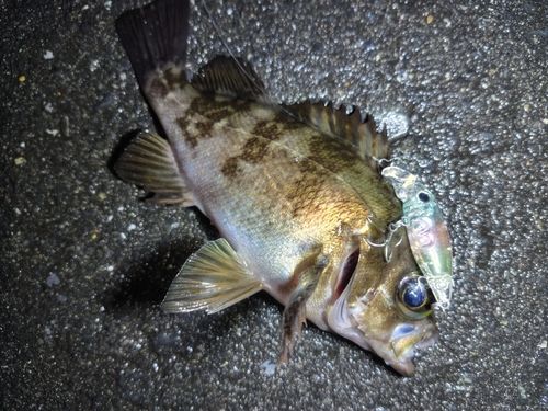 メバルの釣果