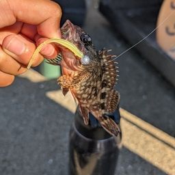 カサゴ