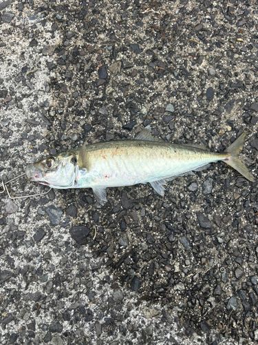 マルアジの釣果