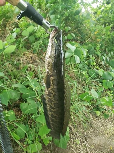 ライギョの釣果