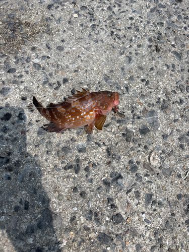 アコウの釣果