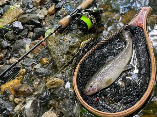イワナの釣果