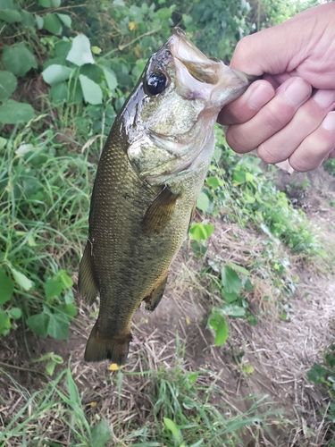 ラージマウスバスの釣果