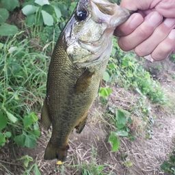 ラージマウスバス