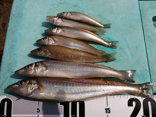 シロギスの釣果