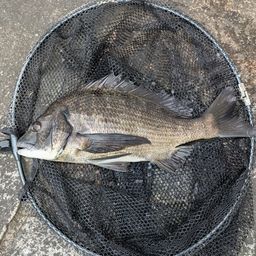 クロダイ