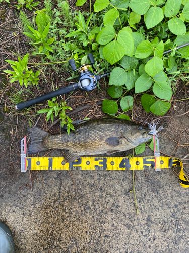 スモールマウスバスの釣果