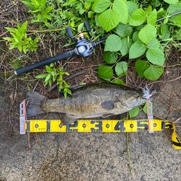 スモールマウスバス