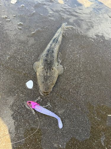 マゴチの釣果