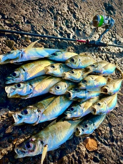 アジの釣果